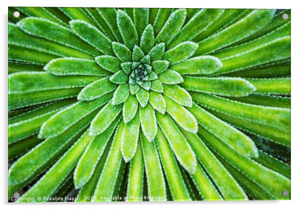Succulent plant closeup Acrylic by Rosaline Napier