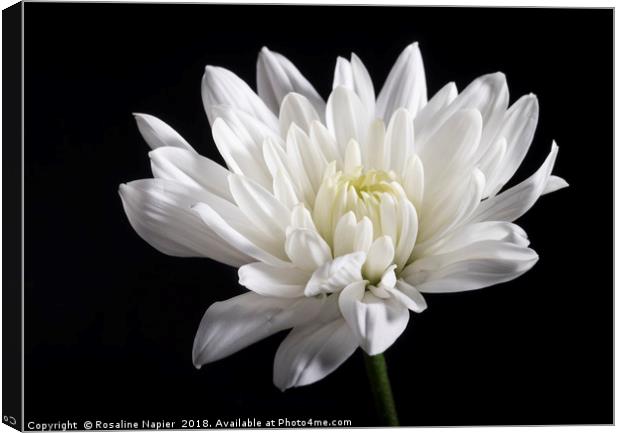 White chrysanthemum Canvas Print by Rosaline Napier