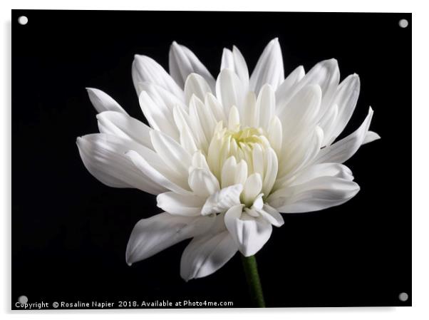 White chrysanthemum Acrylic by Rosaline Napier