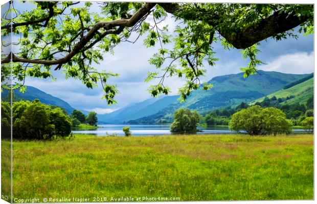 Looking through the trees towards Loch Voil  Canvas Print by Rosaline Napier