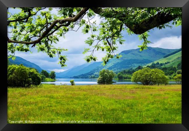 Looking through the trees towards Loch Voil  Framed Print by Rosaline Napier