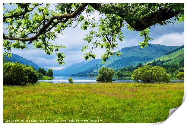 Looking through the trees towards Loch Voil  Print by Rosaline Napier