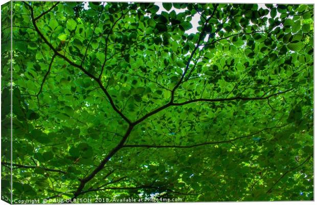 Under green leaves Canvas Print by PAUL OLBISON