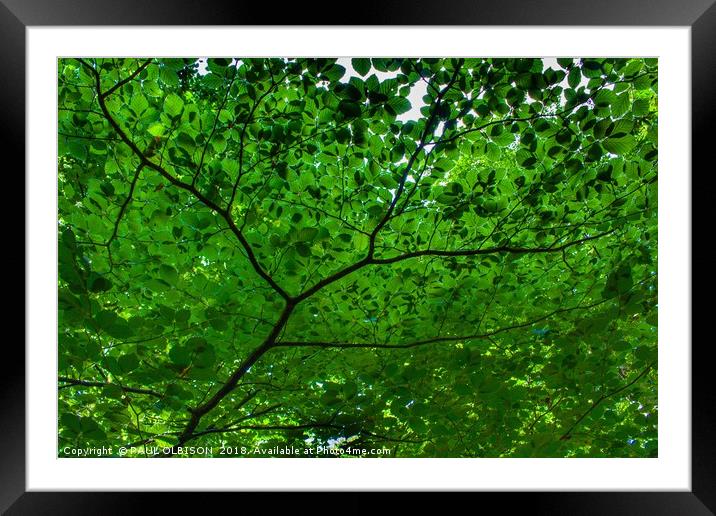 Under green leaves Framed Mounted Print by PAUL OLBISON