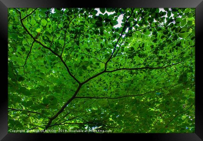 Under green leaves Framed Print by PAUL OLBISON