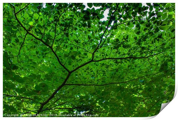 Under green leaves Print by PAUL OLBISON