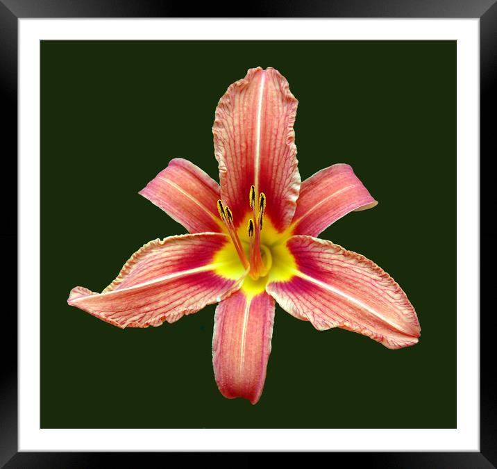 Red Lily Framed Mounted Print by james balzano, jr.