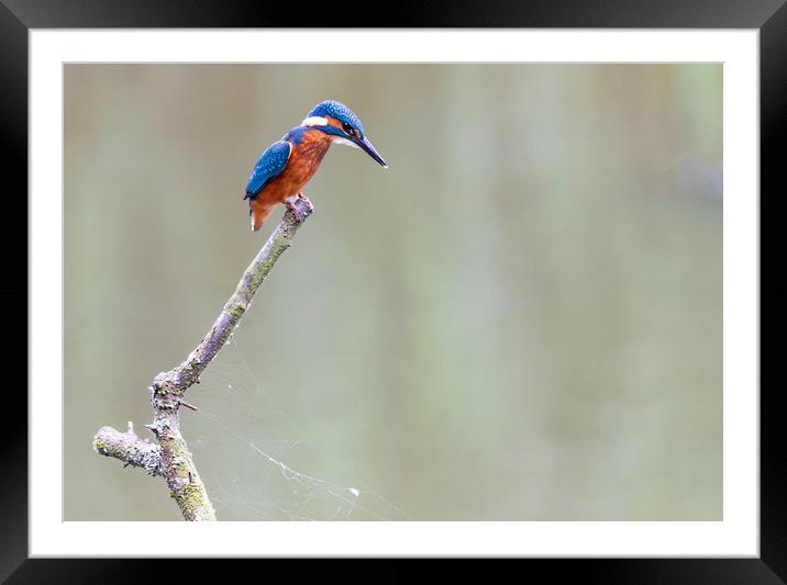 Hunting Kingfisher Framed Mounted Print by Jonathan Thirkell
