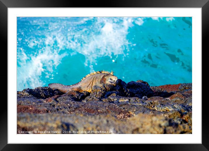 Sleeping marine iguana on Galapagos shoreline Framed Mounted Print by Rosaline Napier