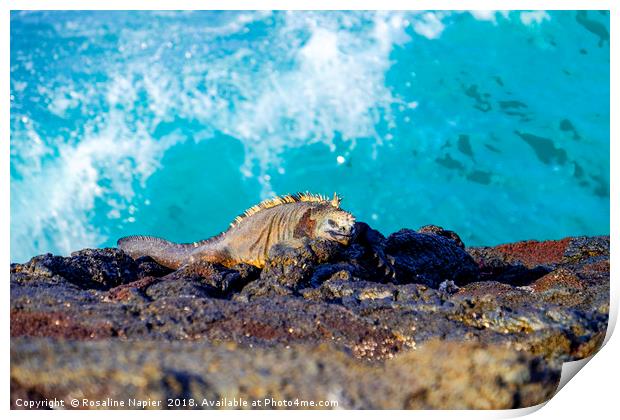 Sleeping marine iguana on Galapagos shoreline Print by Rosaline Napier