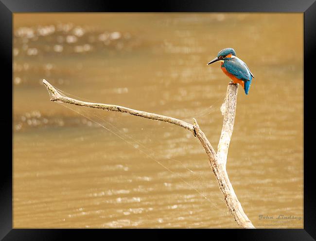 Kingfisher waiting. Framed Print by Jonathan Thirkell