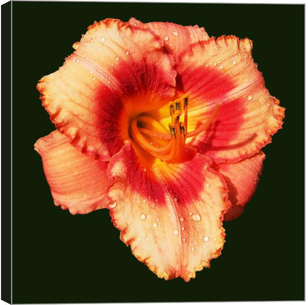 Another Red Lily Canvas Print by james balzano, jr.