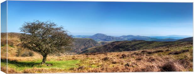 The Lonely Tree of The Long Mynd in Shropshire Canvas Print by Philip Brown
