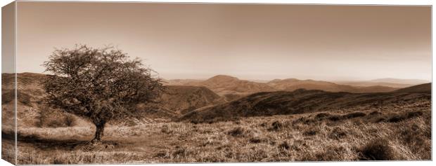 The Lonely Tree - Panorama - Sepia Version Canvas Print by Philip Brown