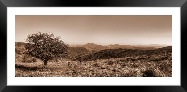 The Lonely Tree - Panorama - Sepia Version Framed Mounted Print by Philip Brown