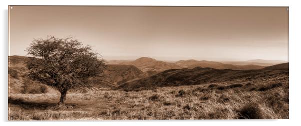 The Lonely Tree - Panorama - Sepia Version Acrylic by Philip Brown