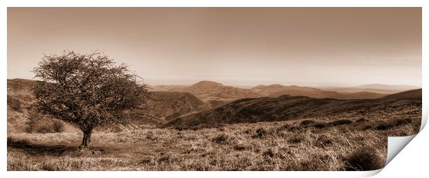 The Lonely Tree - Panorama - Sepia Version Print by Philip Brown