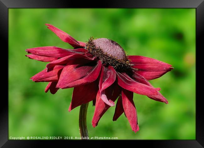 "Rudbeckia Cherry Brandy" Framed Print by ROS RIDLEY