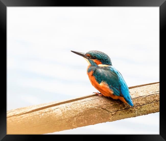 Kingfisher waiting Framed Print by Jonathan Thirkell
