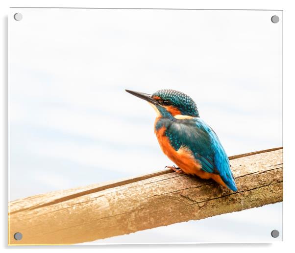 Kingfisher waiting Acrylic by Jonathan Thirkell