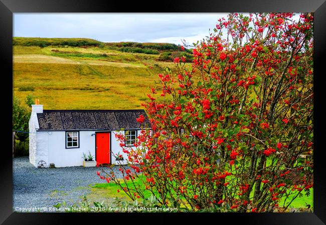 White cottage with rowan tree Framed Print by Rosaline Napier