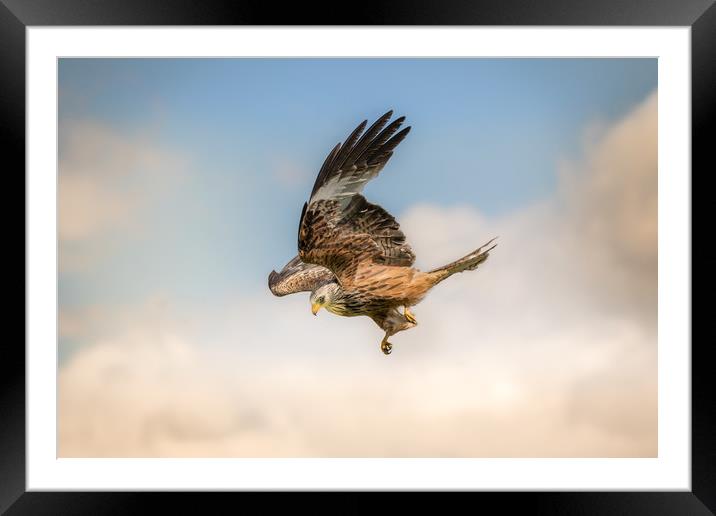 Red Kite Portrait Framed Mounted Print by Drew Davies