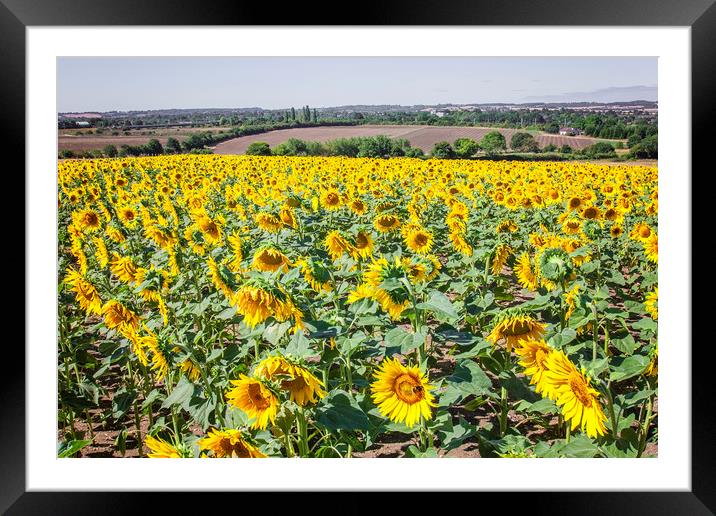 Sunflowers Framed Mounted Print by Graham Custance