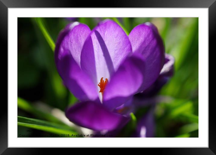 Purple Crocus in Springtime Framed Mounted Print by Penny Martin