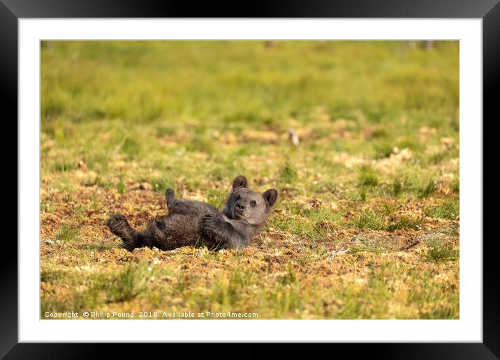 Brown Bear Cub on its back Framed Mounted Print by Philip Pound