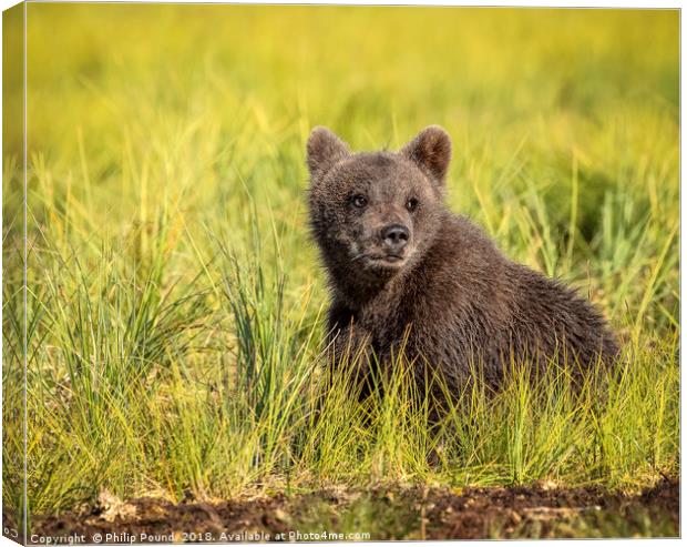 Brown Bear Cub in the Wild Canvas Print by Philip Pound