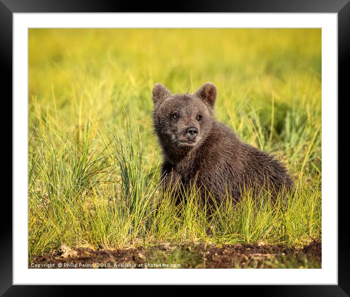 Brown Bear Cub in the Wild Framed Mounted Print by Philip Pound
