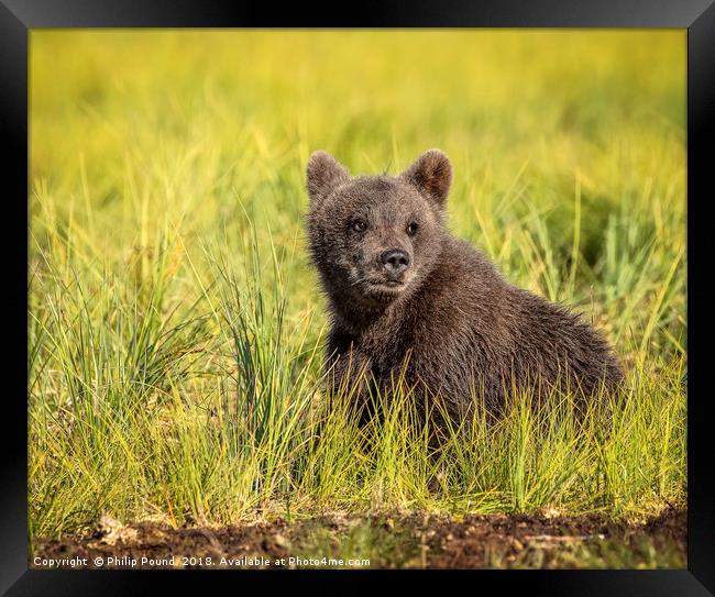 Brown Bear Cub in the Wild Framed Print by Philip Pound