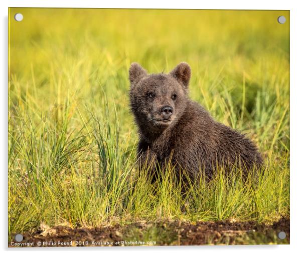 Brown Bear Cub in the Wild Acrylic by Philip Pound