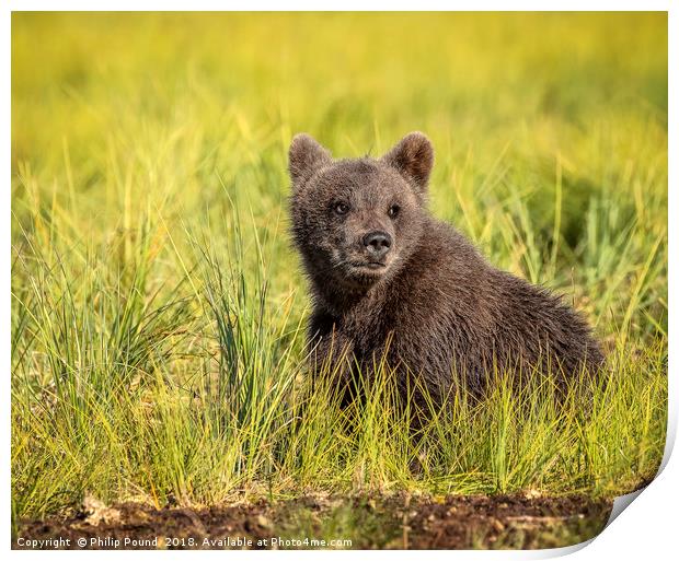 Brown Bear Cub in the Wild Print by Philip Pound
