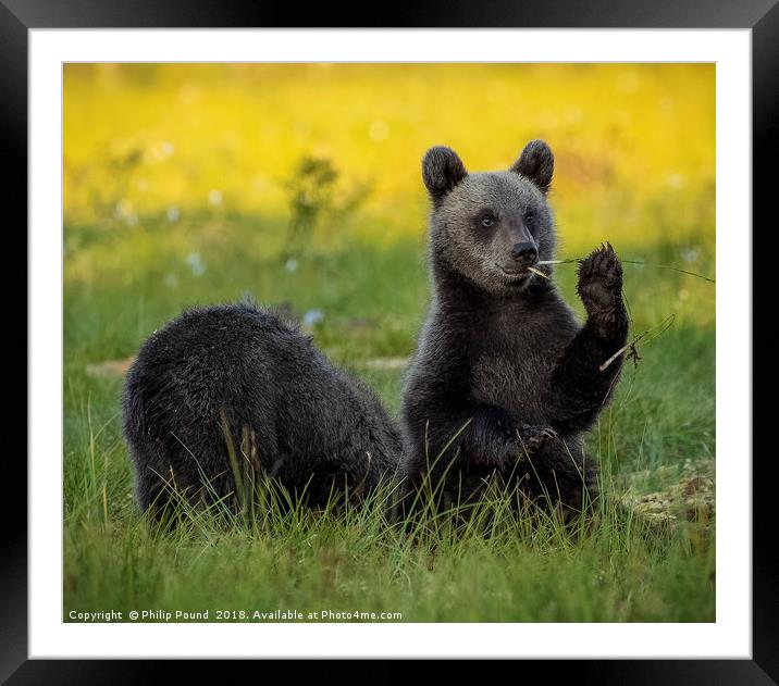 Brown Bear Cub Eating Grass Framed Mounted Print by Philip Pound