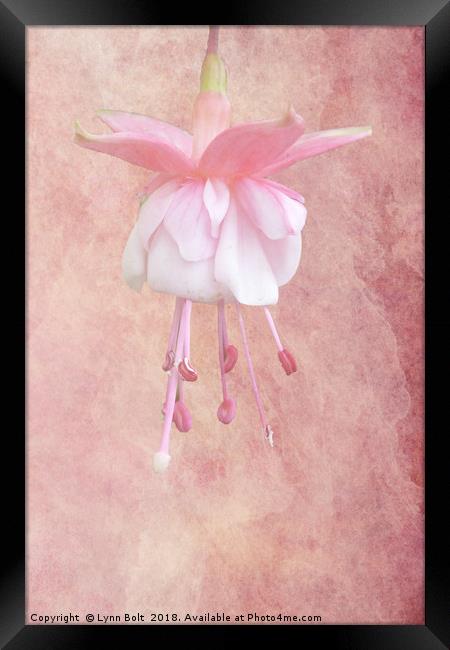 Pink Fuschia Framed Print by Lynn Bolt