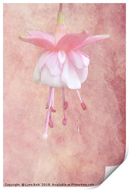 Pink Fuschia Print by Lynn Bolt