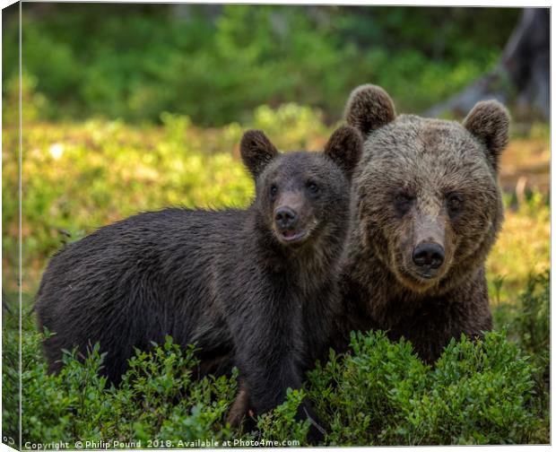 Mother Brown Bear with Cub Canvas Print by Philip Pound