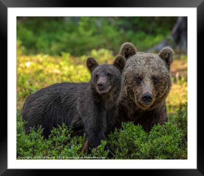 Mother Brown Bear with Cub Framed Mounted Print by Philip Pound