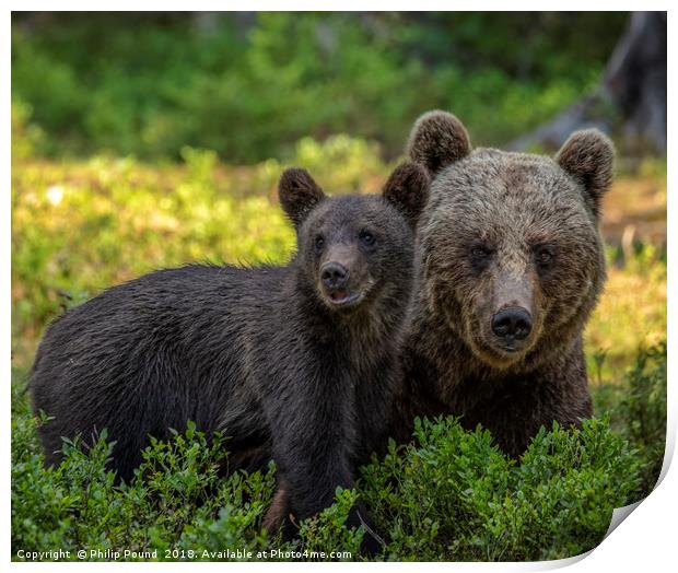 Mother Brown Bear with Cub Print by Philip Pound
