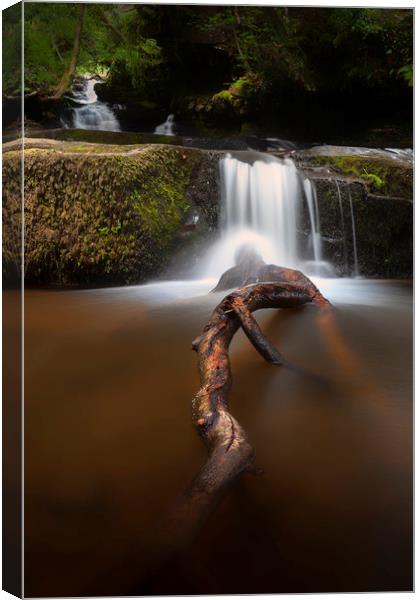 The tree branch at Blaen y Glyn Waterfalls Canvas Print by Leighton Collins