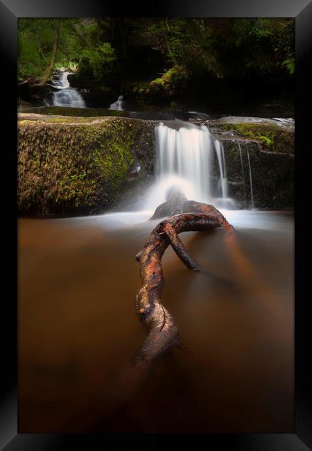 The tree branch at Blaen y Glyn Waterfalls Framed Print by Leighton Collins