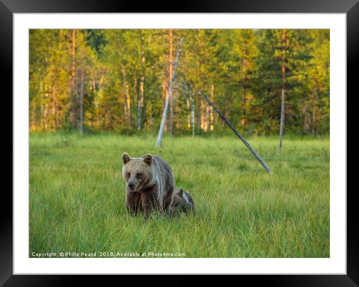 Wild brown bear cub with mother Framed Mounted Print by Philip Pound
