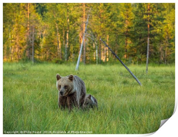 Wild brown bear cub with mother Print by Philip Pound