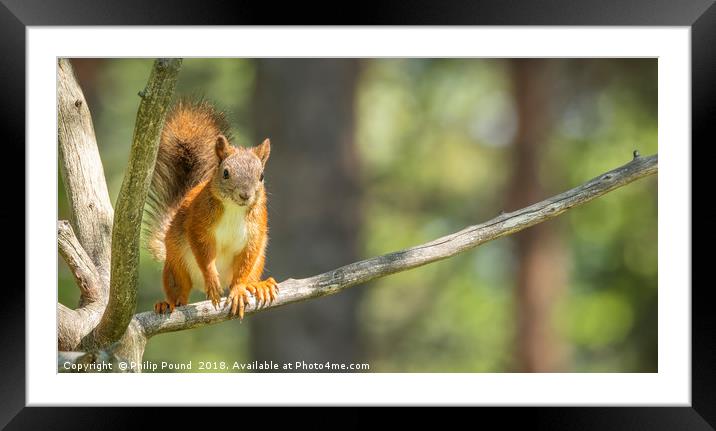 Red Squirrel on Branch Framed Mounted Print by Philip Pound