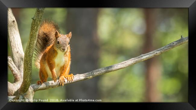 Red Squirrel on Branch Framed Print by Philip Pound