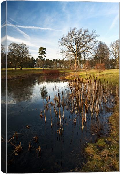 Rushes Canvas Print by Fee Easton