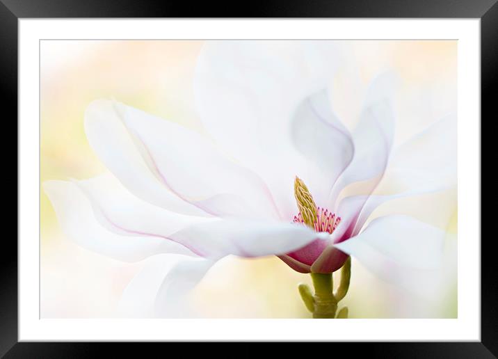 Magnolia Flower Framed Mounted Print by Jacky Parker