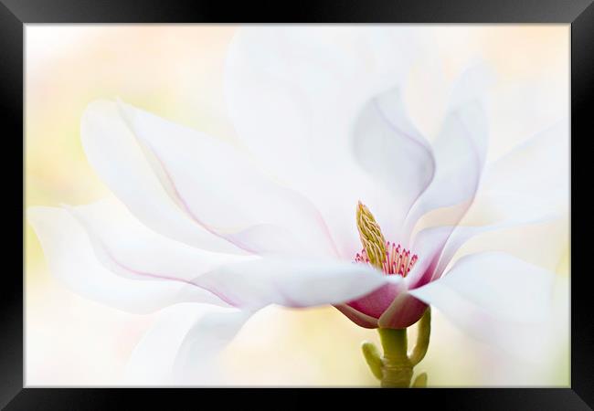 Magnolia Flower Framed Print by Jacky Parker