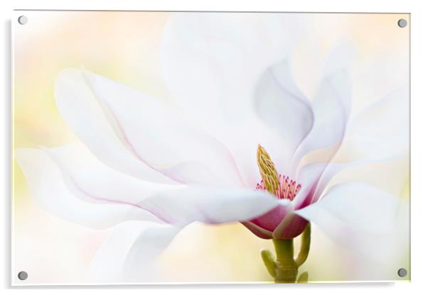 Magnolia Flower Acrylic by Jacky Parker